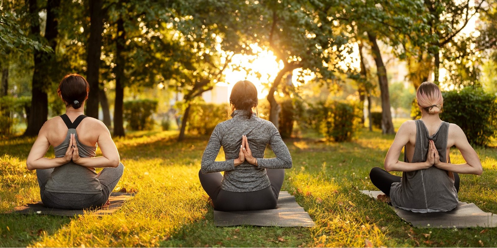 Misty pine forest in New England during sunrise